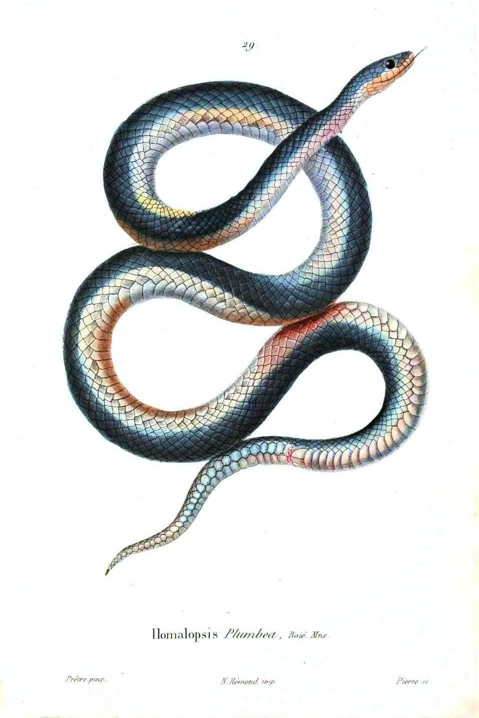 957x1435 Vintage Snake Drawing