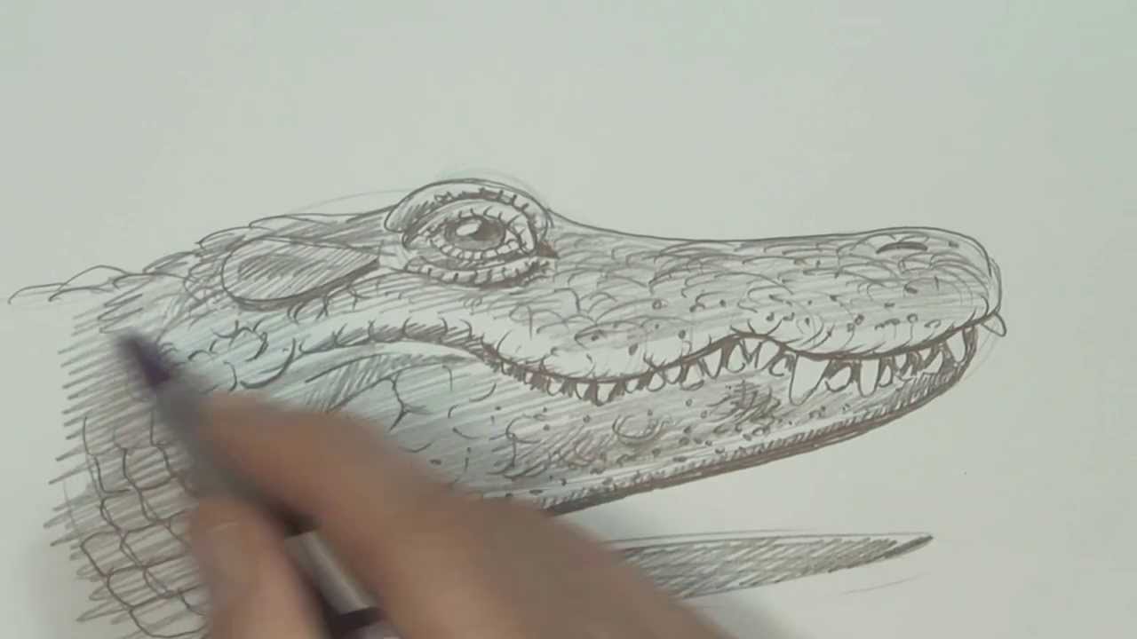 1280x720 Speed Video, Alligator Drawing