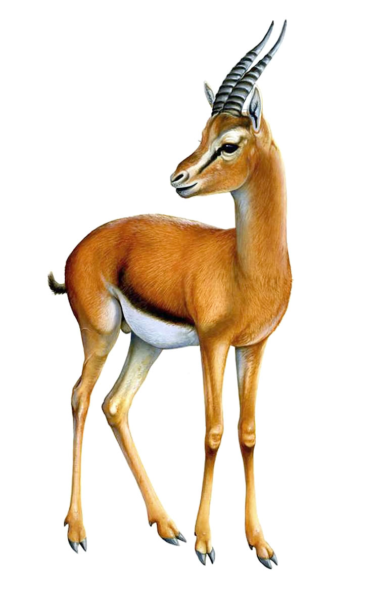 750x1190 Gazelle