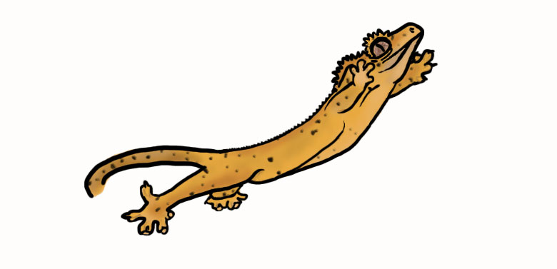 780x377 Crested Gecko Digital Drawing By Landgart