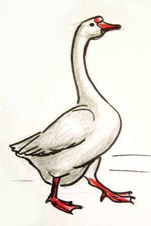 300x447 How To Draw A Goose