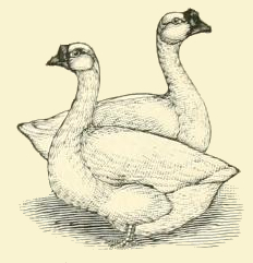 232x241 White Chinese Goose