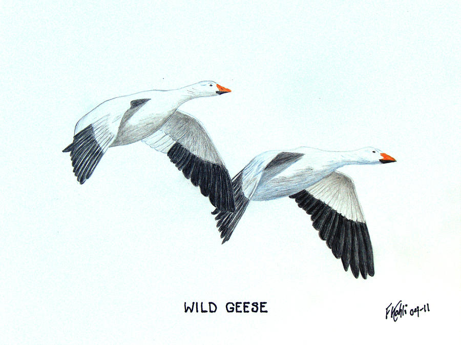 900x673 Wild Geese Drawing By Frederic Kohli