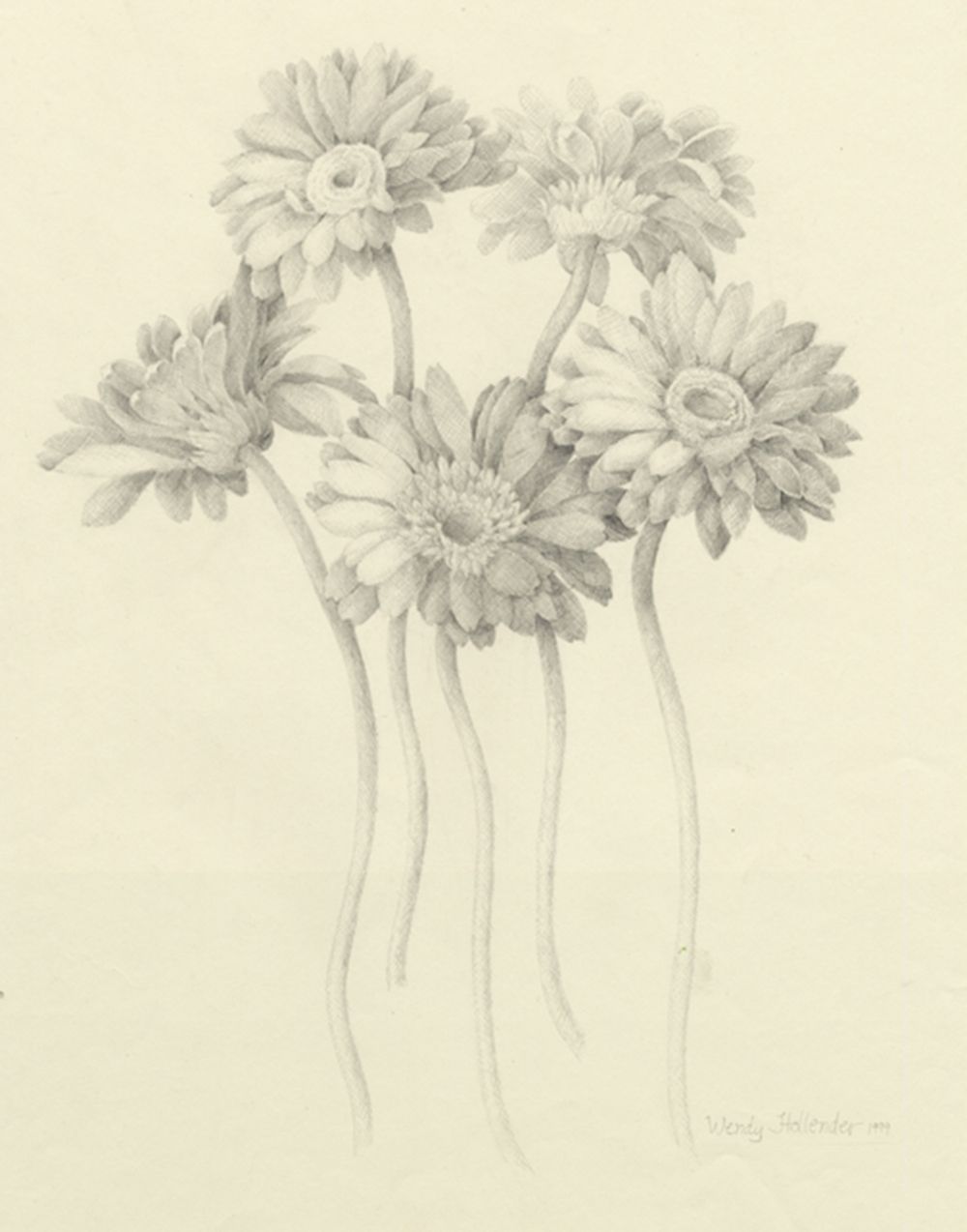 1000x1274 Gerber Daisy. From The Collection Botanical Illustrations