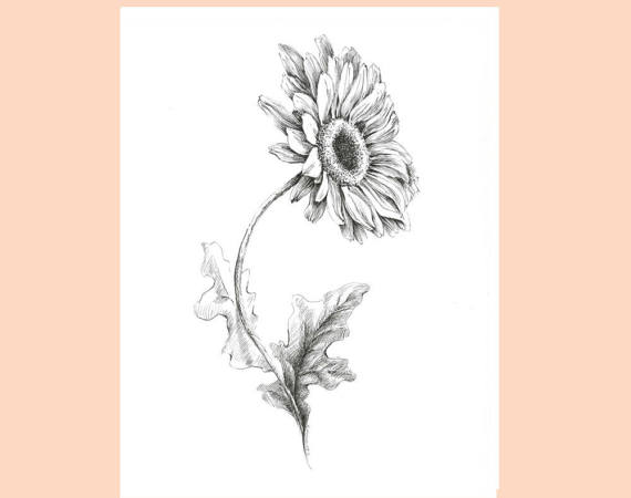 570x450 Gerbera Drawing Pen And Ink Sketch Flower Illustration
