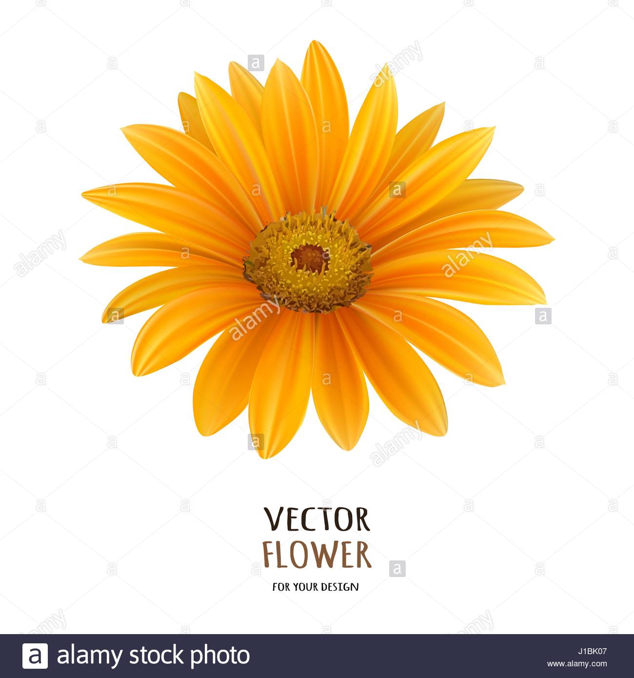 1300x1390 Hand Drawn Vector Realistic Illustration Of Gerbera Daisy Flower