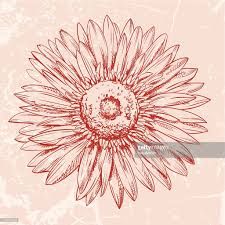 225x225 Image Result For Gerbera Daisy Drawing Arts And Drawings