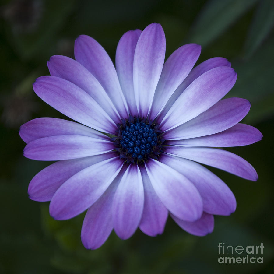 900x900 Tat Idea Like The Color Gerbera Daisy Drawing Gerbera Daisy