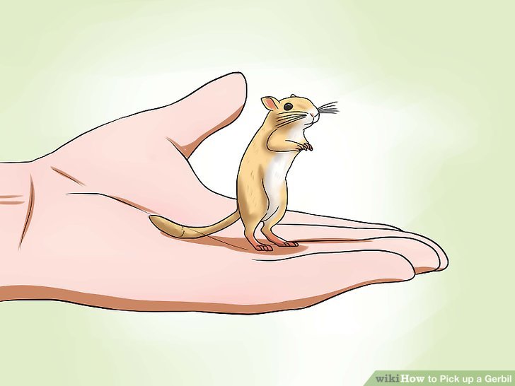 728x546 How To Pick Up A Gerbil 14 Steps (With Pictures)
