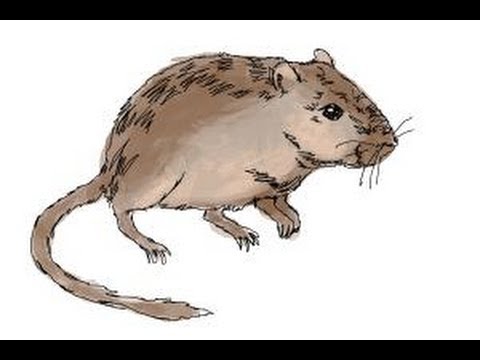 480x360 How To Draw A Gerbil