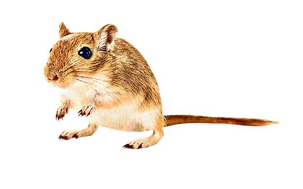 620x388 Pet Subjects What If I Smother My Gerbil In Bedding