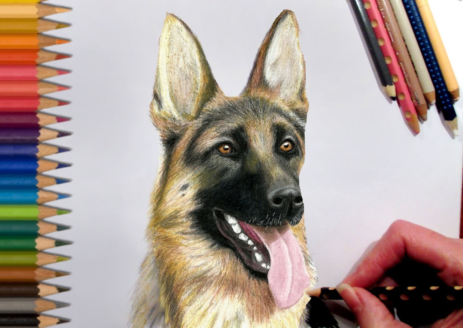 1500x1065 Drawing German Shepherd In Colored Pencil