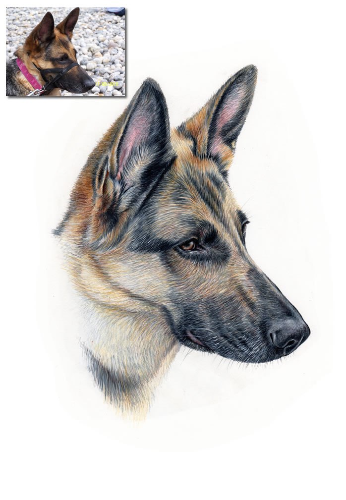 698x1009 German Shepherd Drawing Commission Hand Drawn Portraits