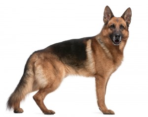 300x238 To Draw A German Shepherd