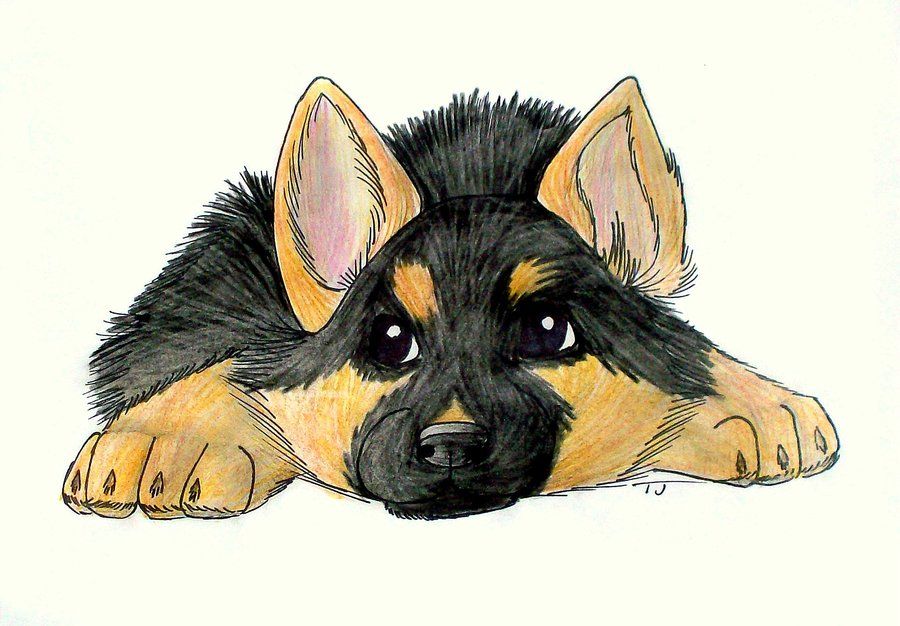 900x626 German Shepherd Drawing Puppy