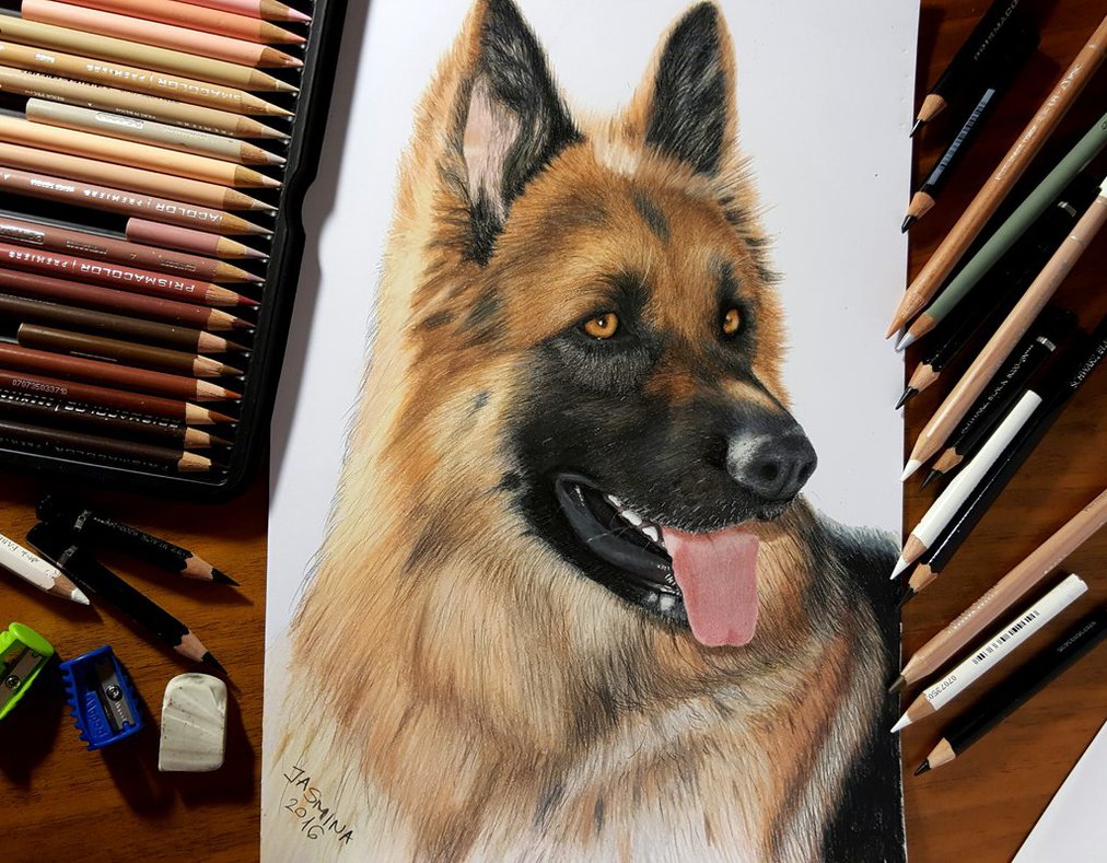 1012x789 Colored Pencil Drawing Of German Shepherd Dog By Jasminasusak