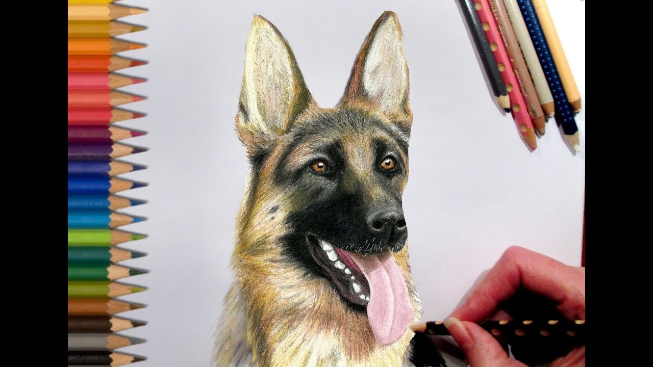 1280x720 Drawing German Shepherd In Colored Pencil