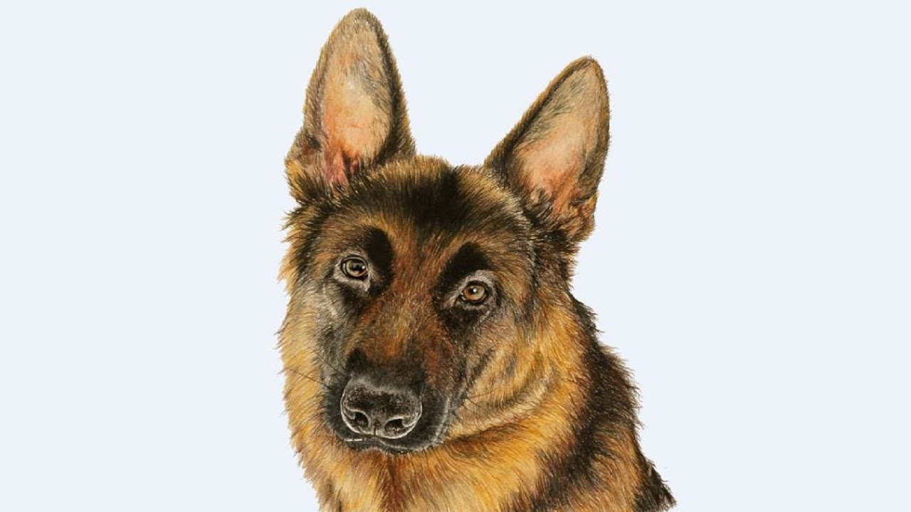 1280x720 Drawing A German Shepherd Using Colored Pencils