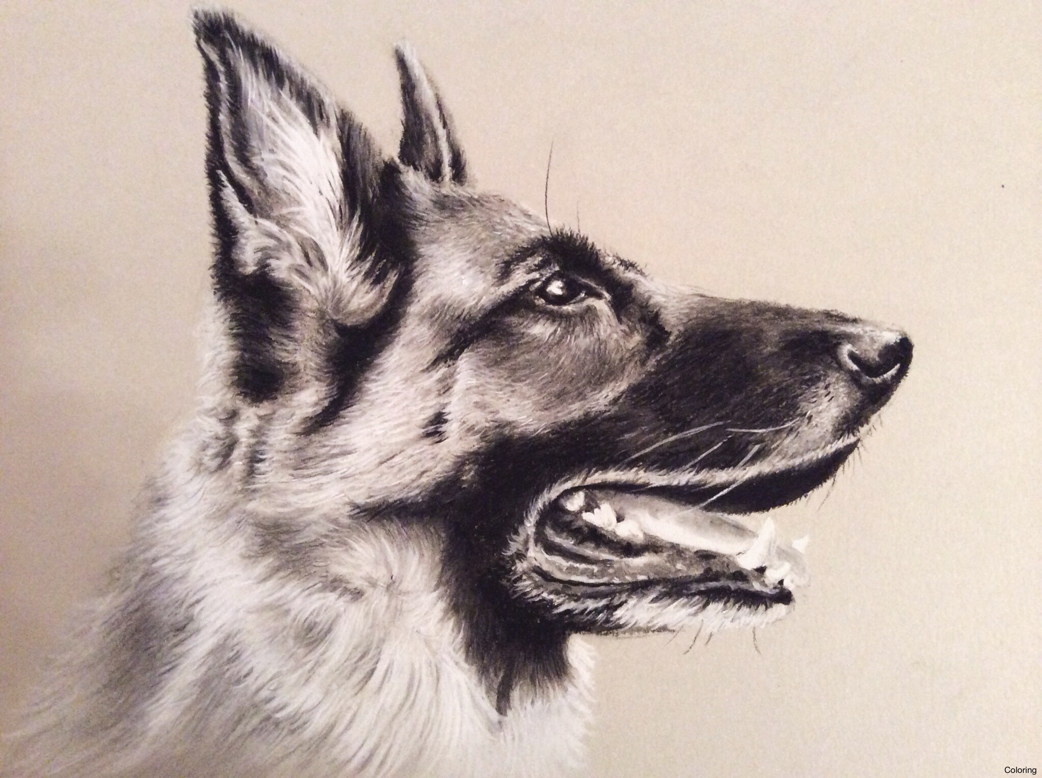 2048x1529 German Shepherd Puppy By Magdalena888 D48uzft Drawings Coloring