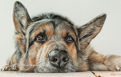390x247 Pencil Portrait Artist German Shepherd Pencil Portraits