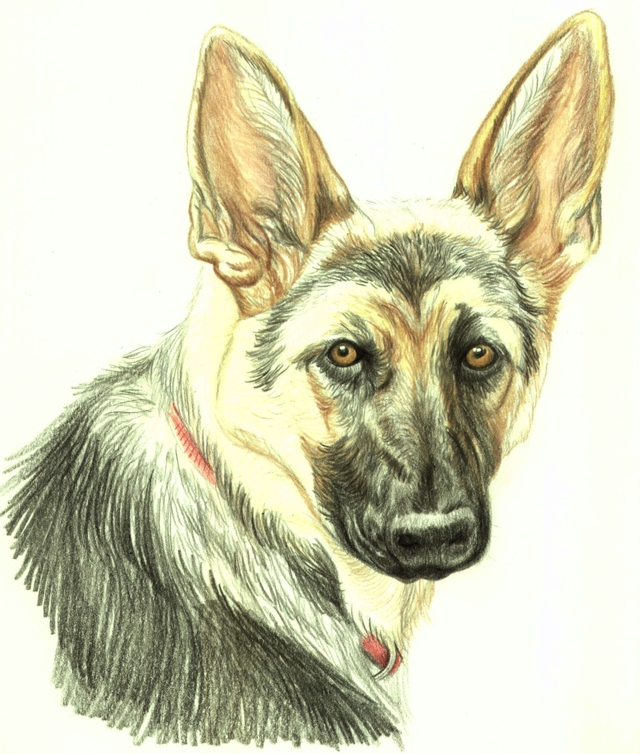640x754 How Do You Draw A Beautiful Dog Using Colored Pencils Drawing