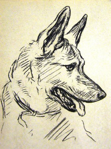 375x500 Lucy Dawson 1937 Portrait Of A German Shepherd