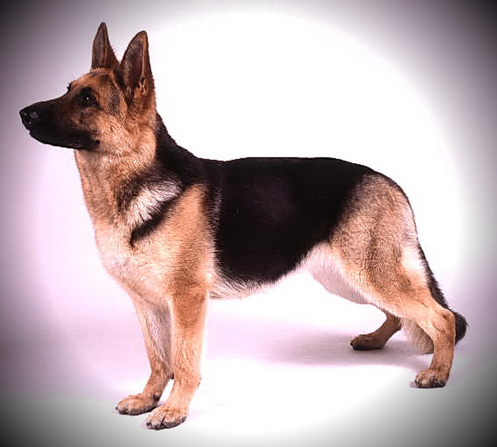 1000x901 To Draw A German Shepherd Puppy Easy