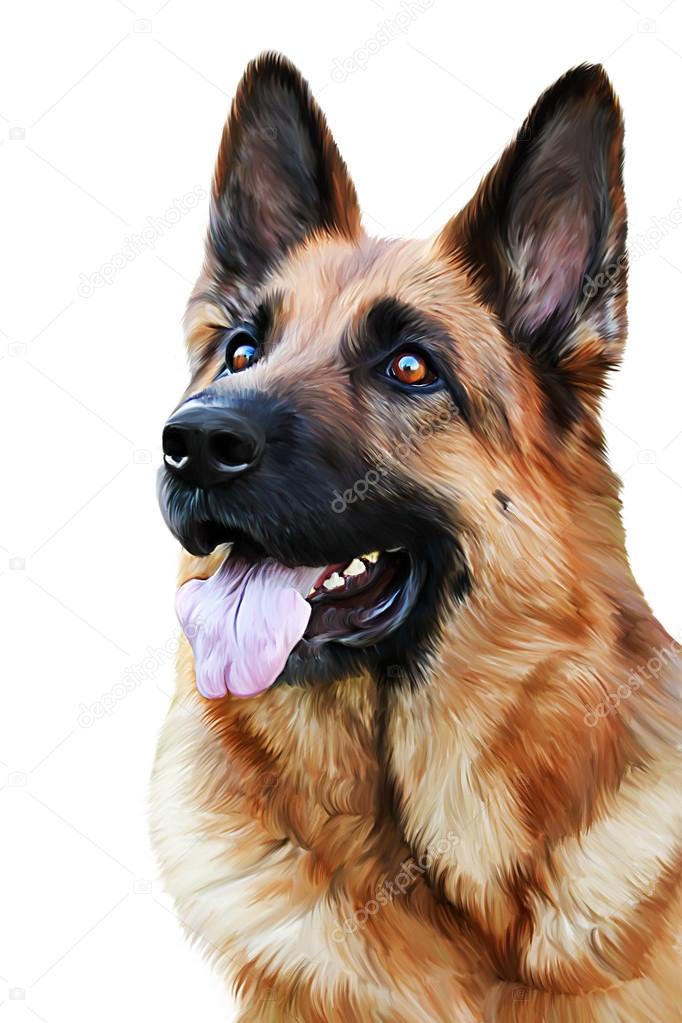 682x1023 Drawing Of The Dog German Shepherd Dog Stock Photo Averyanova
