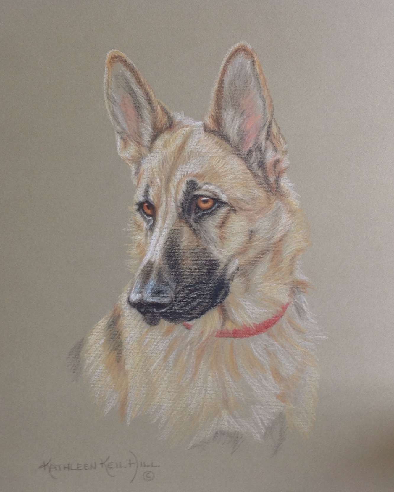 1332x1665 German Shepherd Drawing In Colored Pencil On Rag Mat Board.