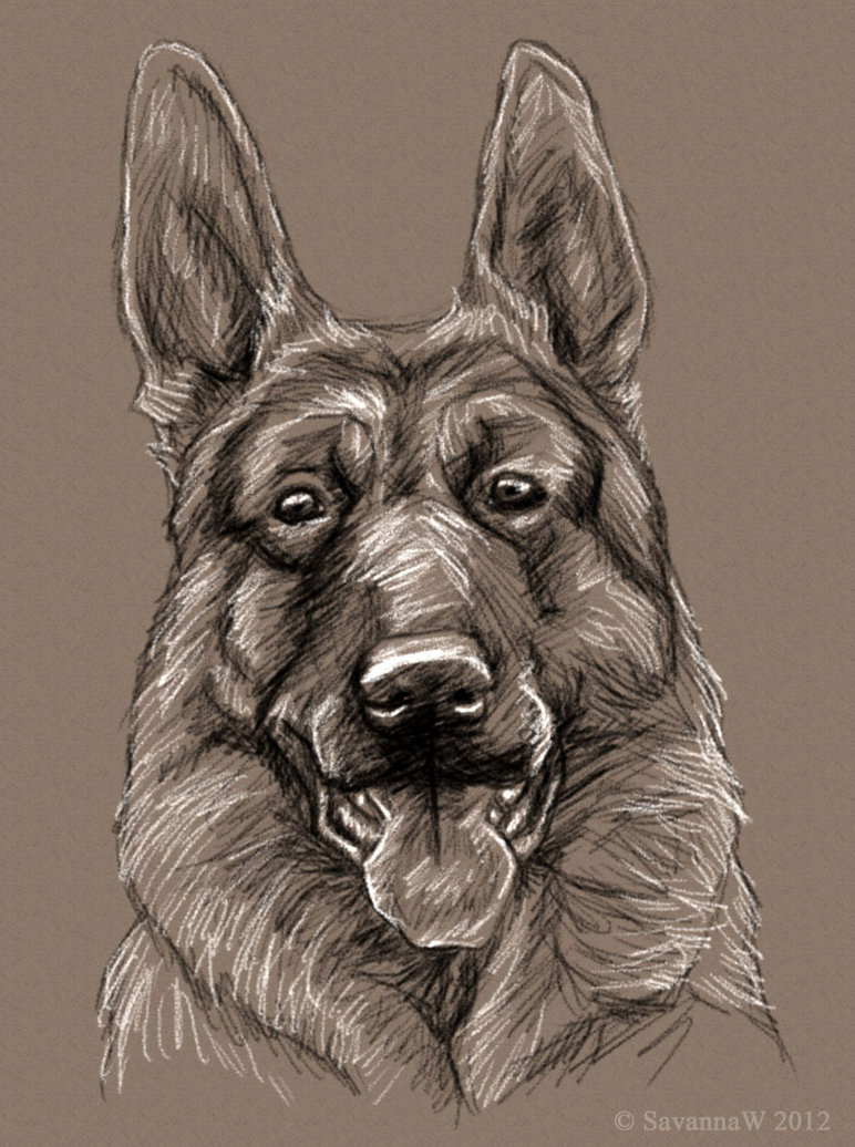 772x1036 German Shepherd Sketch By Savannaw