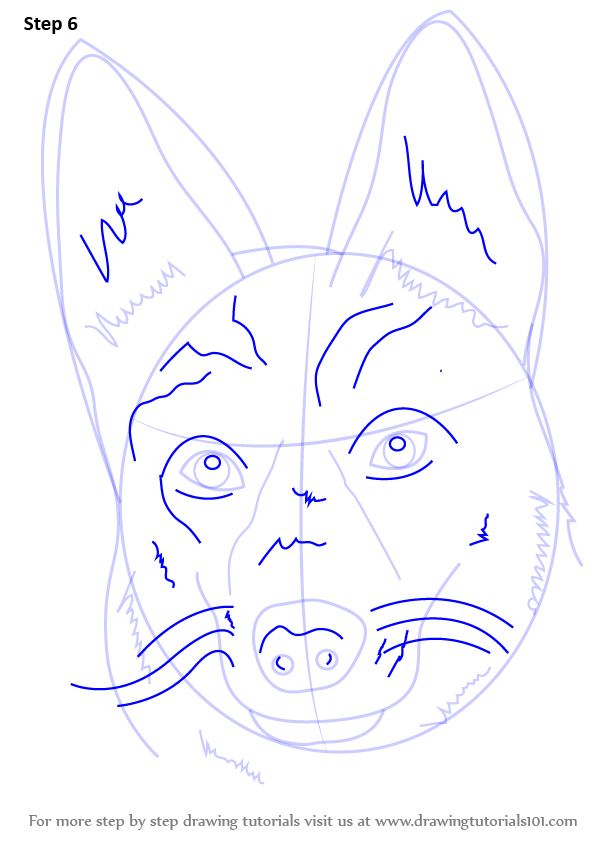 598x844 Learn How To Draw German Shepherd Dog Face (Farm Animals) Step By