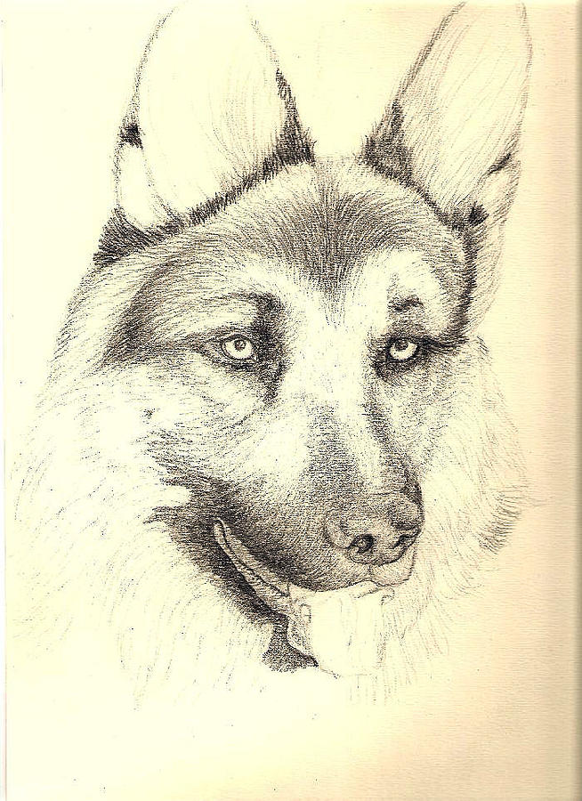 German Shepherd Head Drawing at GetDrawings | Free download