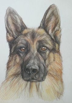 236x338 Original Pencil Drawing German Shepherd Giclee Prints Available