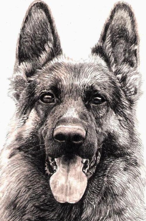 500x758 Richard Symonds Art Drawing Pencil German Shepherd Art