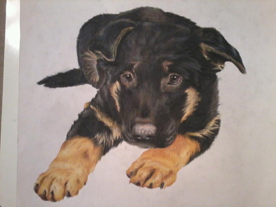 900x675 German Shepherd Puppy By Drawingmaster1