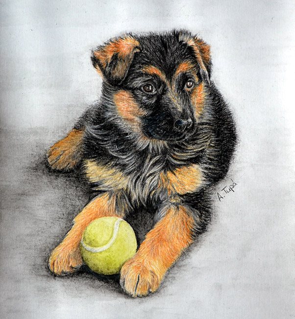 602x650 German Shepherd Puppy By Ankaai3