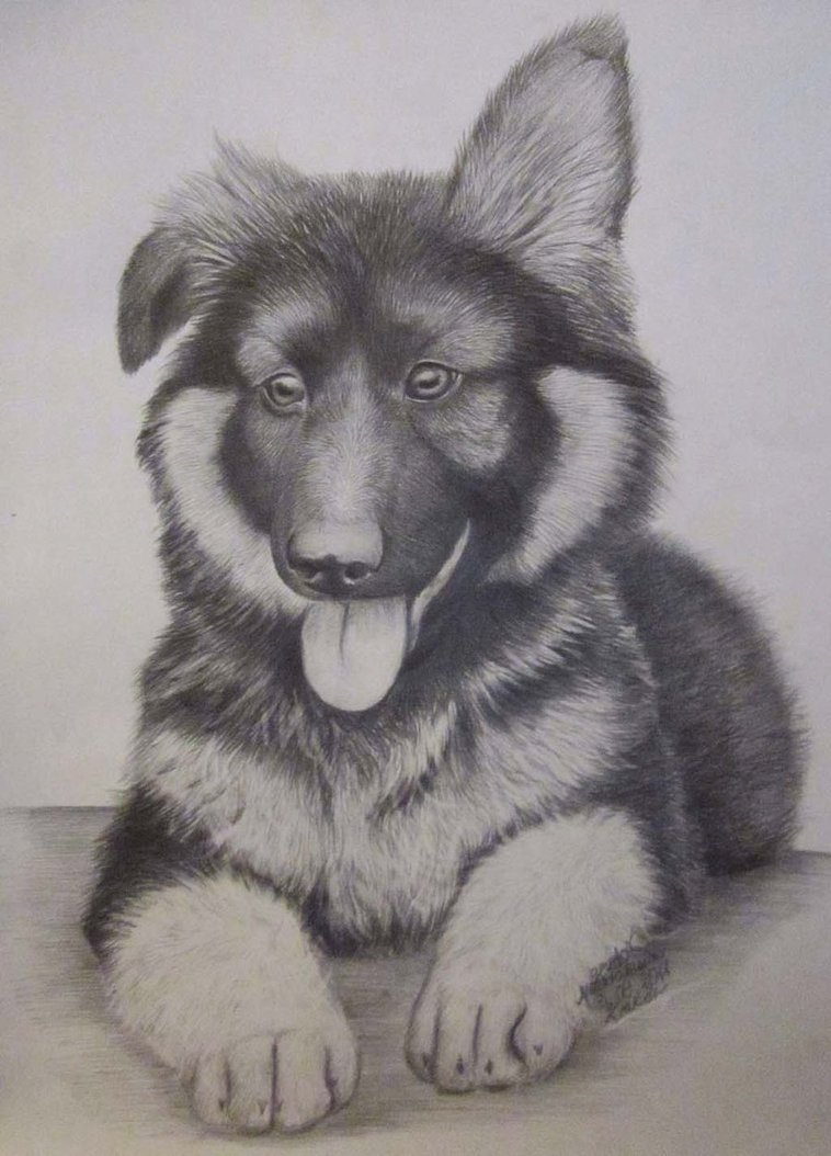758x1054 German Shepherd Puppy By Magdalena888