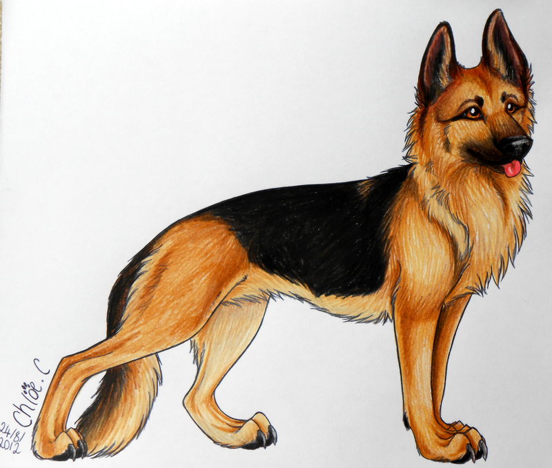800x678 German Shepherd By Gecko Tooth