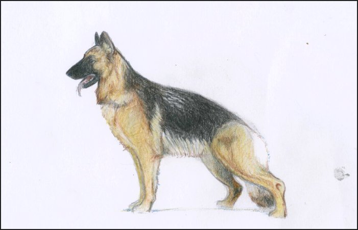 701x451 German Shepherd. By Nevelyn