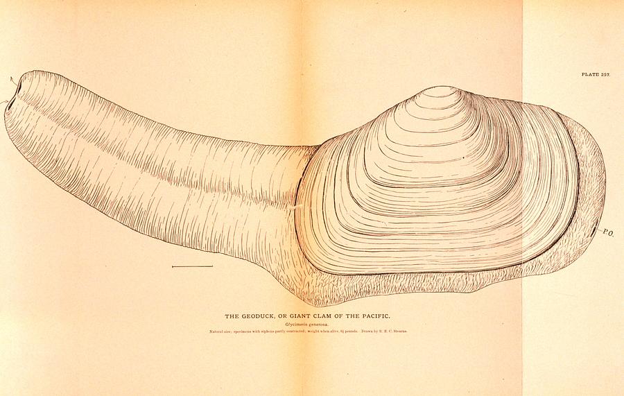 900x571 The Geoduck Or Giant Clam Of The Pacific Drawing By Brian Long