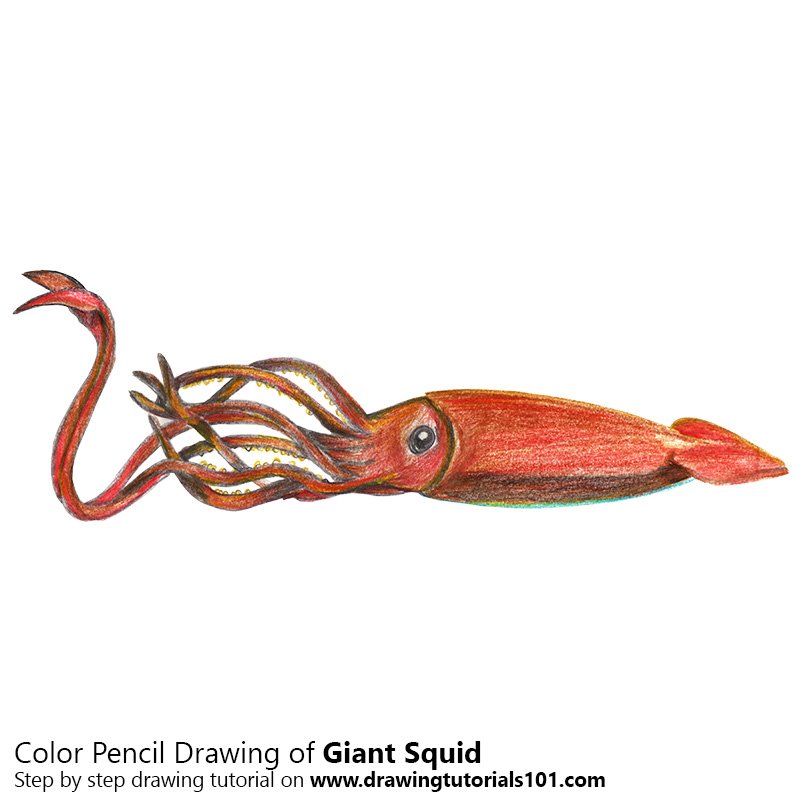800x800 Giant Squid Colored Pencils
