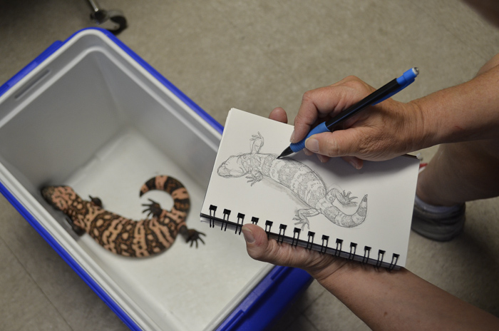 700x464 Drawing The First Gila Monster On Tumamoc Hill