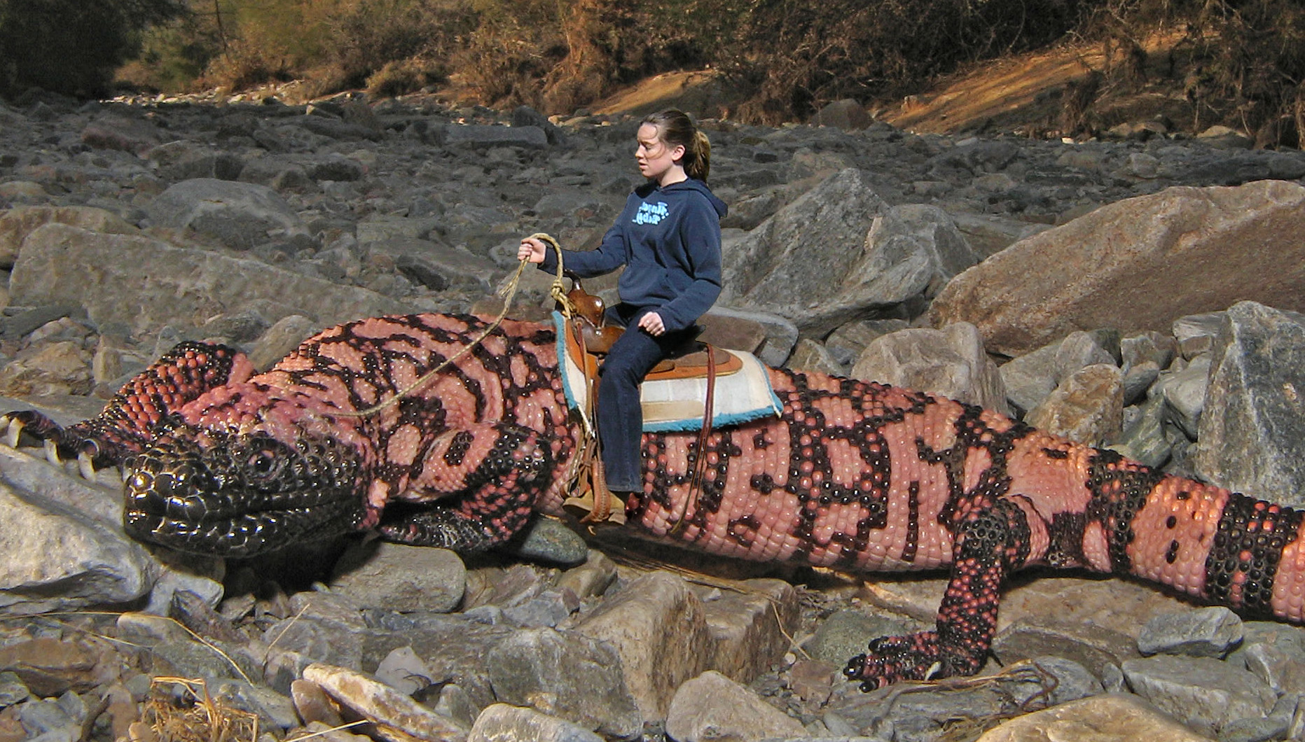 1863x1060 Gila Monster