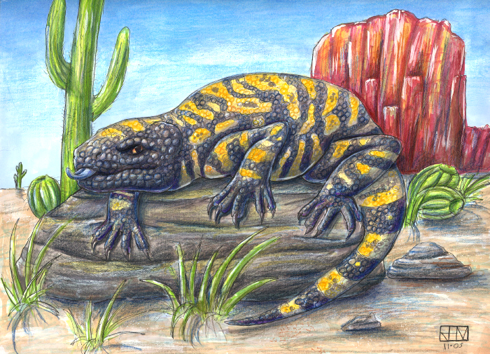 700x505 Gila Monster By Gwydd