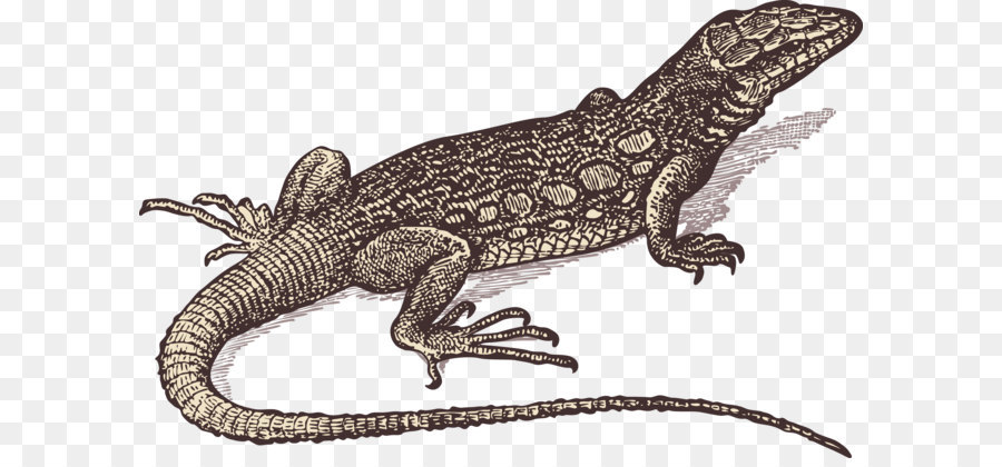 900x420 Lizard Gila Monster Drawing