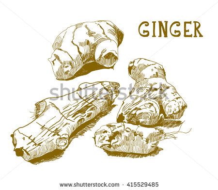 450x392 Vector Engraving Illustration Of Hand Drawn Ginger Root. Vintage