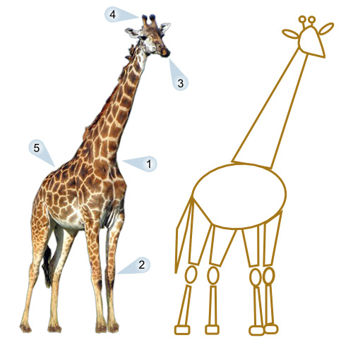 500x489 Cartoon Giraffe Drawing Lesson