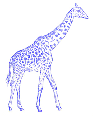 300x377 How To Draw A Giraffe