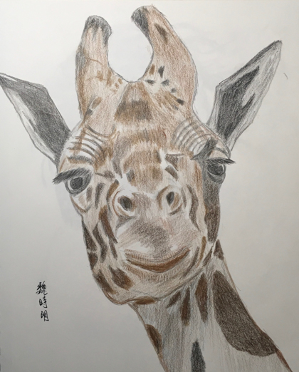 420x522 Norman's Drawings