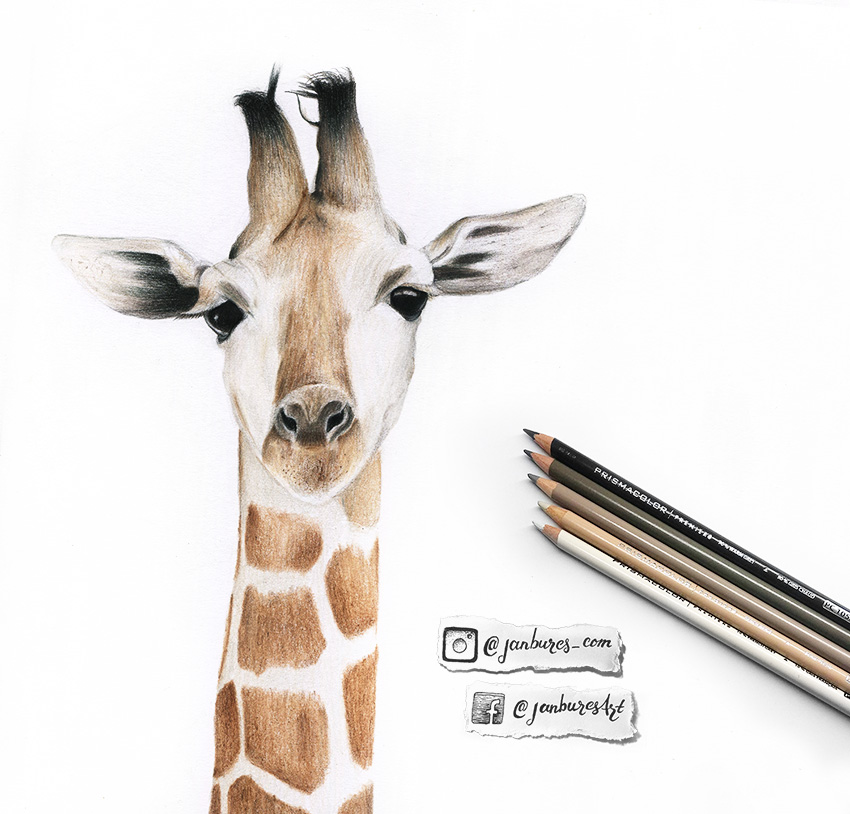 850x814 Jan Bures Photography Graphic Design Giraffe Pencil Drawing